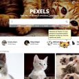 Pexels Cats - 吸猫、撸猫，这里管够 [Web/Chrome/Win/macOS] 7