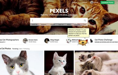 Pexels Cats - 吸猫、撸猫，这里管够 [Web/Chrome/Win/macOS] 1