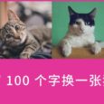Written Kitten - 每输入100字，展示一张可爱的猫咪图片 6