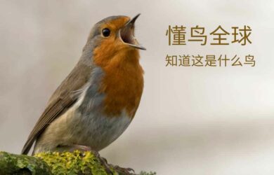 懂鸟全球 - 智能识别 10928 种鸟类名称[微信小程序/Web] 7
